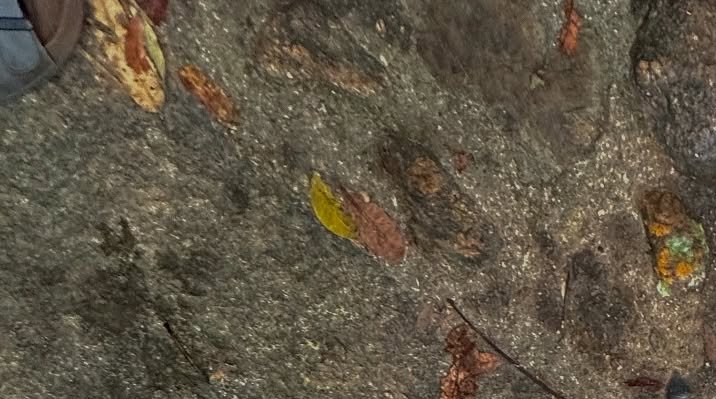 Top down view of glistening wet muddy trail scattered with colorful fallen autumn leaves, partial...