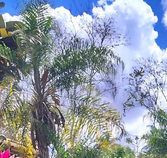 Low upward view of green palm fronds and bare tree branches against a bright blue sky with fluffy...