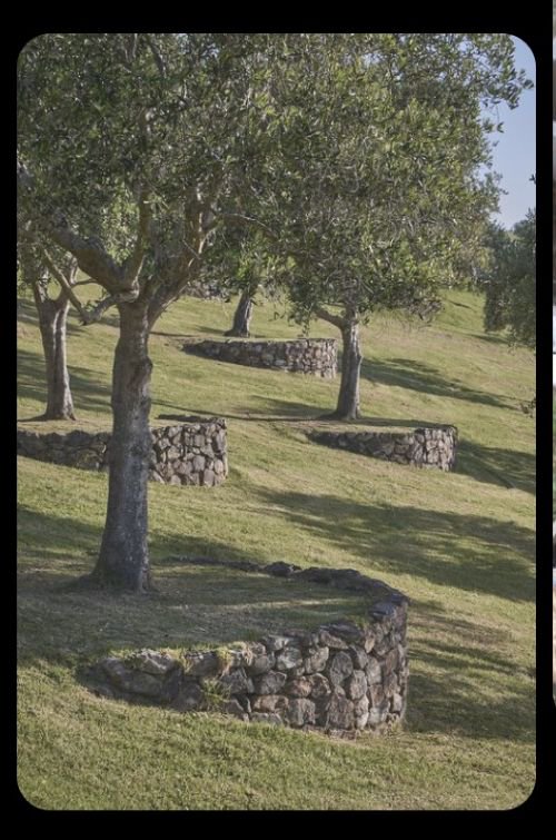 Sunny sloped grassy orchard with gnarled olive trees framed by low curved dry-stone terraces lini...