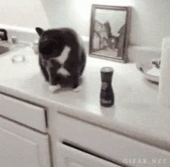 Black and white cat perched on a kitchen counter beside a pepper grinder