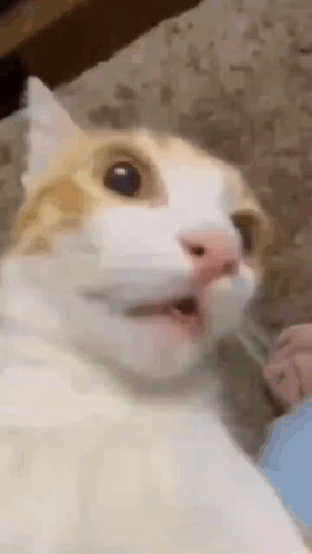 Close-up of a surprised white and orange cat with wide eyes and open mouth.
