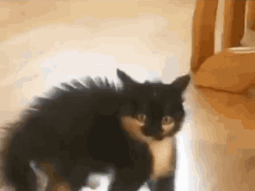 Black and white kitten standing on a wooden indoor floor.