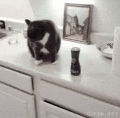 Black and white cat perched on a kitchen counter beside a pepper grinder