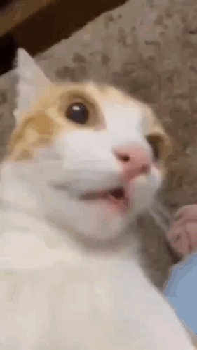 Close-up of a surprised white and orange cat with wide eyes and open mouth.