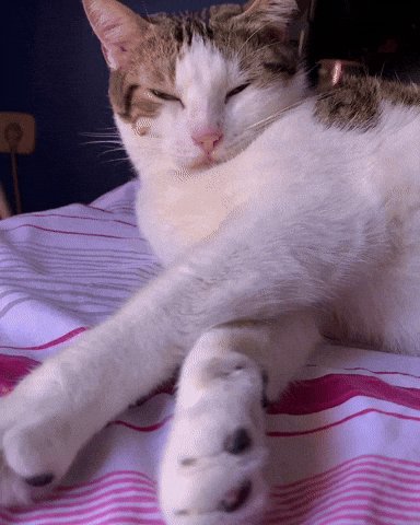 A content white and brown tabby cat squints sleepily while lounging on a striped pink and white b...