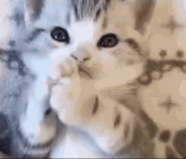 Close-up of fluffy silver tabby kitten with wide dark eyes holding its paw up near its face in a ...