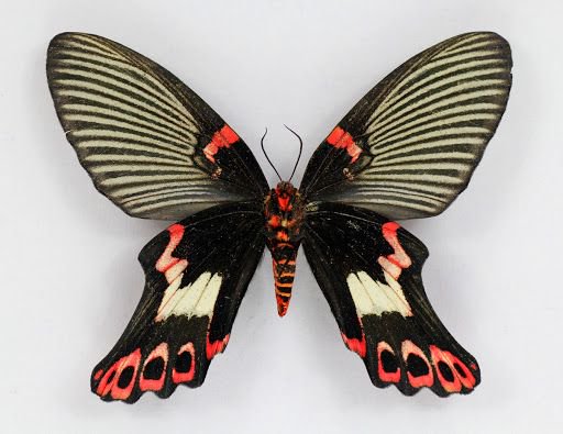Symmetrical mounted swallowtail butterfly specimen with patterned black, red, white, and cream wi...