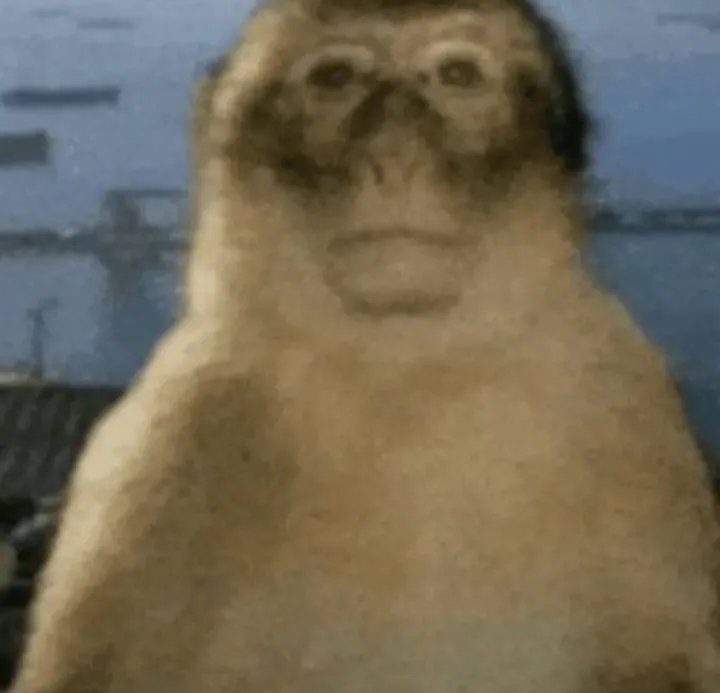 A blurry seal standing upright on a dock by the water, with a rounded beige body and dark facial ...