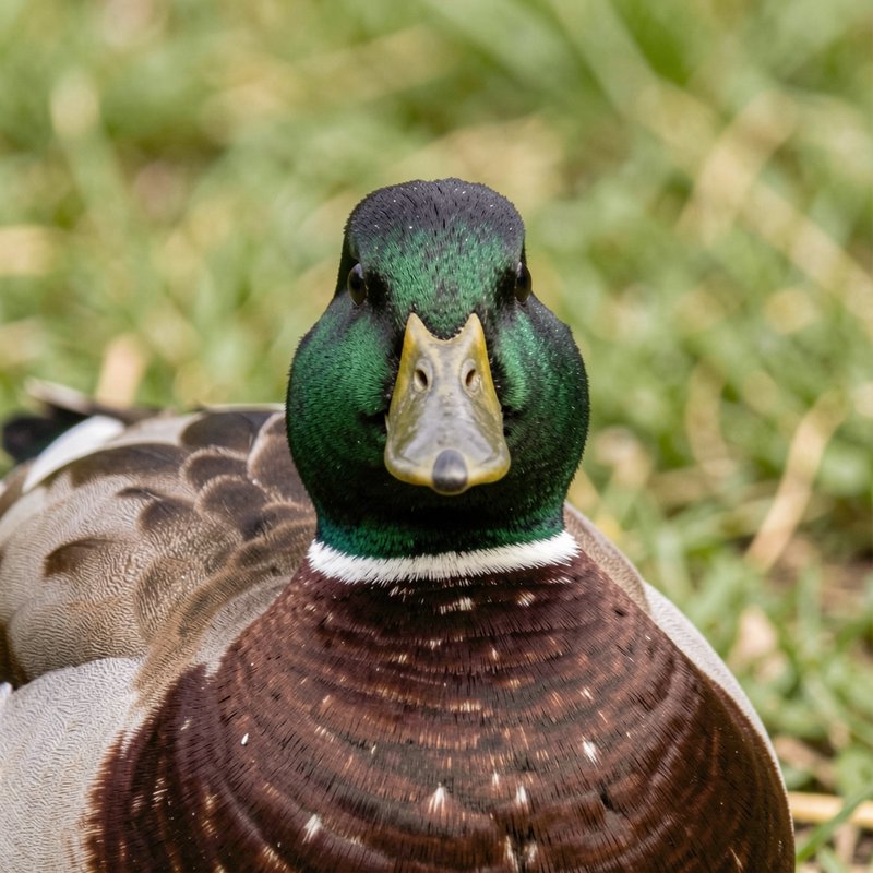 Close-up frontal portrait of a male mallard drake staring directly at the camera, resting in sunl...