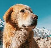 Close-up portrait of a fluffy tan mountain dog, posed against snow-capped peaks and bright turquo...