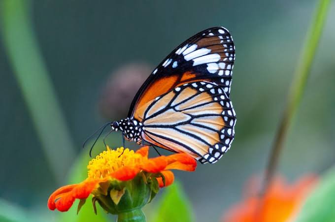 Close-up of a patterned plain tiger butterfly perched on a bright orange zinnia flower, soft blur...