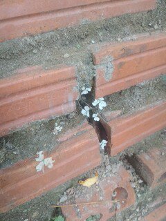 Crack in a red brick wall with delicate white flowers blooming from the crevice.
