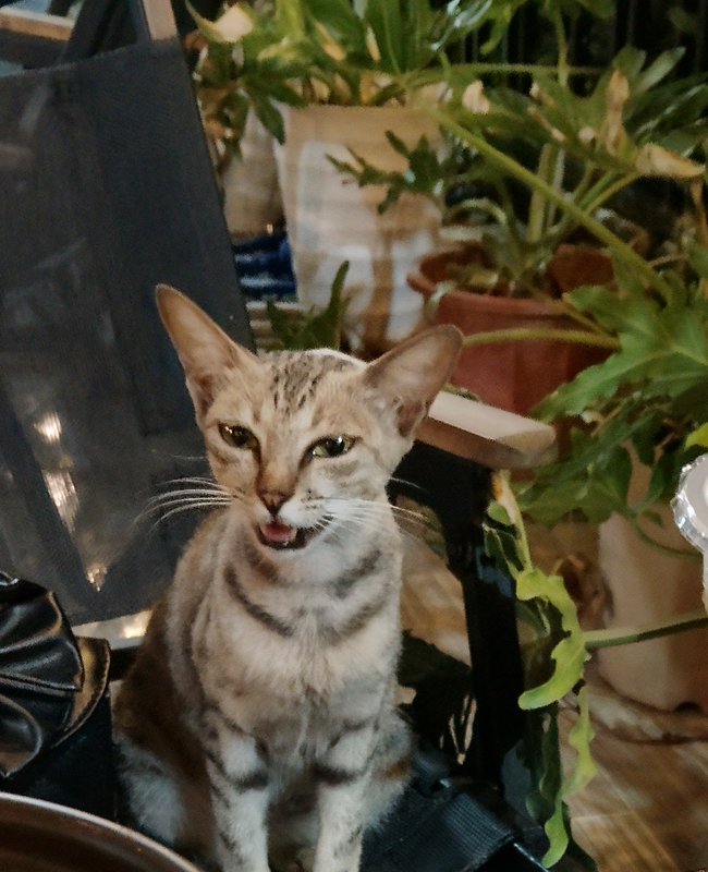 Curious tabby cat sitting indoors near plants with mouth slightly open.