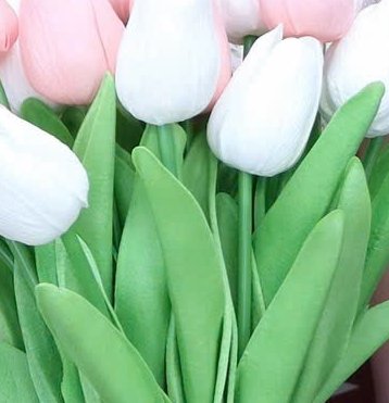 Close-up of pink and white tulips with green leaves.