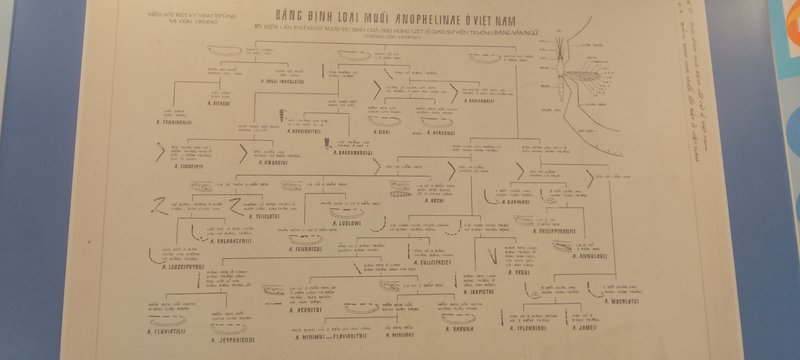 A vintage scientific diagram showing a taxonomy flowchart of Anopheles mosquitoes, labeled in Vie...