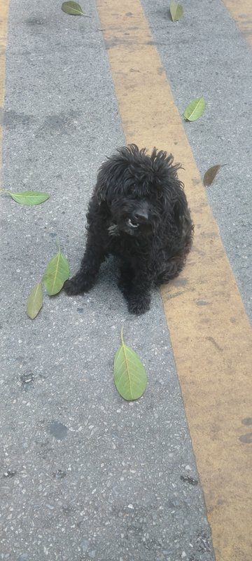 Small black curly-haired dog sitting on a street with yellow road lines and scattered green leaves.