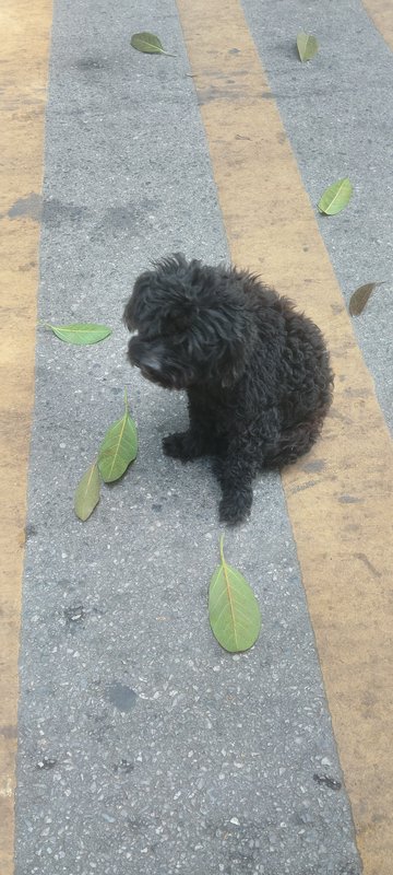 Small black fluffy puppy sitting on a striped street curb with scattered green leaves