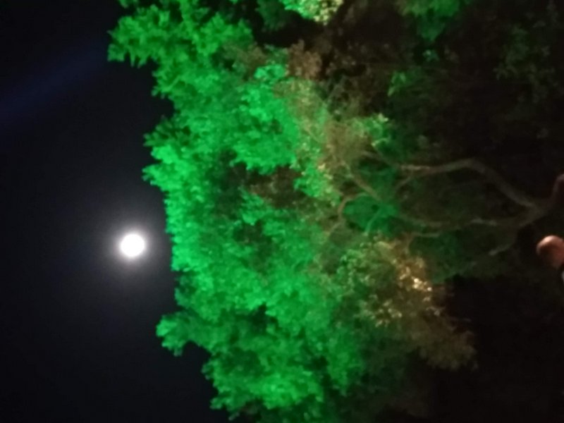 Bright full moon glows in a dark night sky beside a large tree's lush green-lit canopy, with a pa...