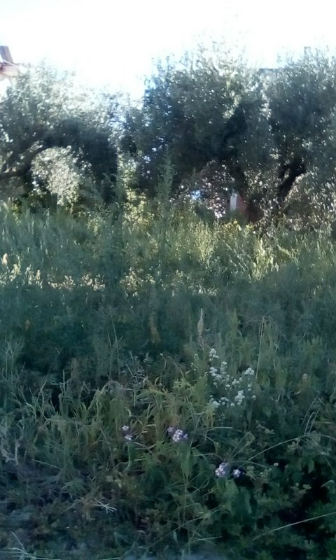 Sunlit overgrown wild meadow with small purple and white wildflowers, dense leafy trees in the ba...