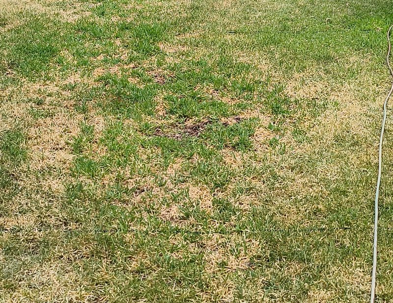 Patchy residential lawn with mixed healthy green grass and dry yellow-brown dead turf, garden hos...