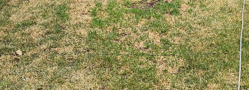 Close up of patchy lawn with clumps of healthy green grass mixed with dry yellow-brown dead and d...
