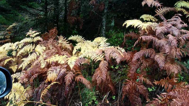 "Rusty golden autumn ferns grow along a forest roadside, with a car’s side mirror peeking into th...