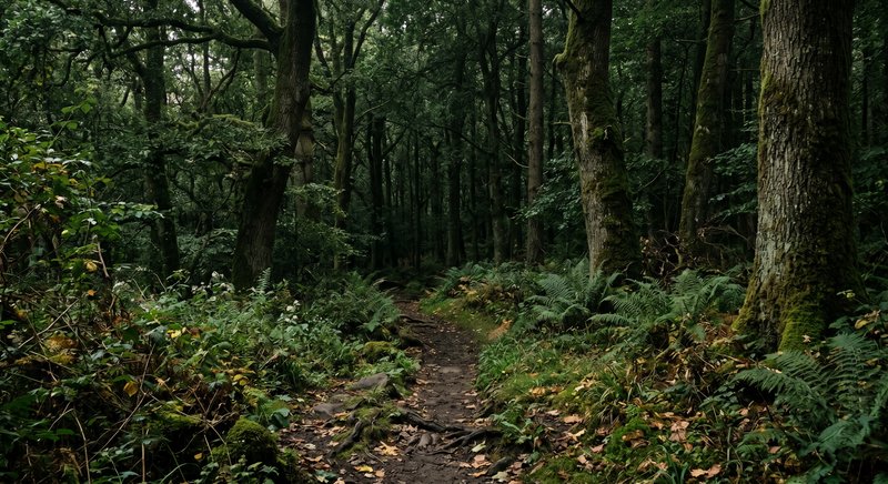 Narrow dirt path winding through a dense green forest with ferns and moss.