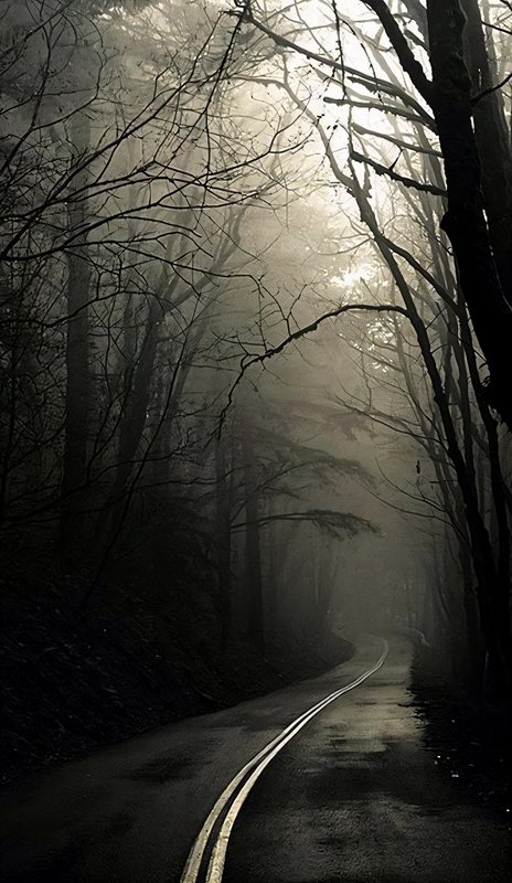 Wet winding empty road curves through fog-shrouded bare leafless forest, with soft misty sunlight...