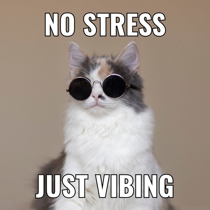 Calico cat wearing round sunglasses with a relaxed vibe
