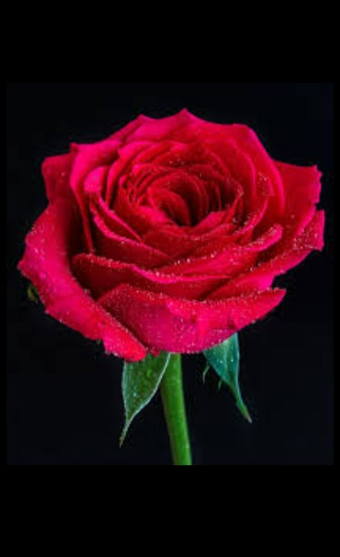 Close-up of a fully bloomed deep red rose dotted with glistening water droplets, set against a bl...