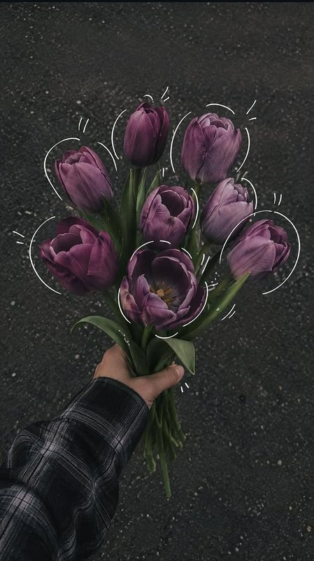 Hand holding a bouquet of deep purple tulips with hand-drawn white doodle accents against a dark ...
