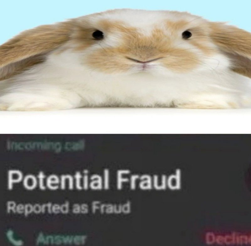 Adorable bunny resting with a pale blue background and a screenshot reading "Potential Fraud" below.