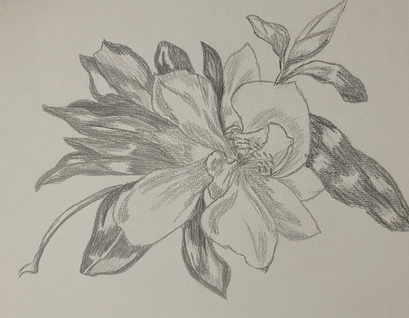Graphite pencil sketch of a fully open magnolia blossom with attached leaves on textured cream drawing paper