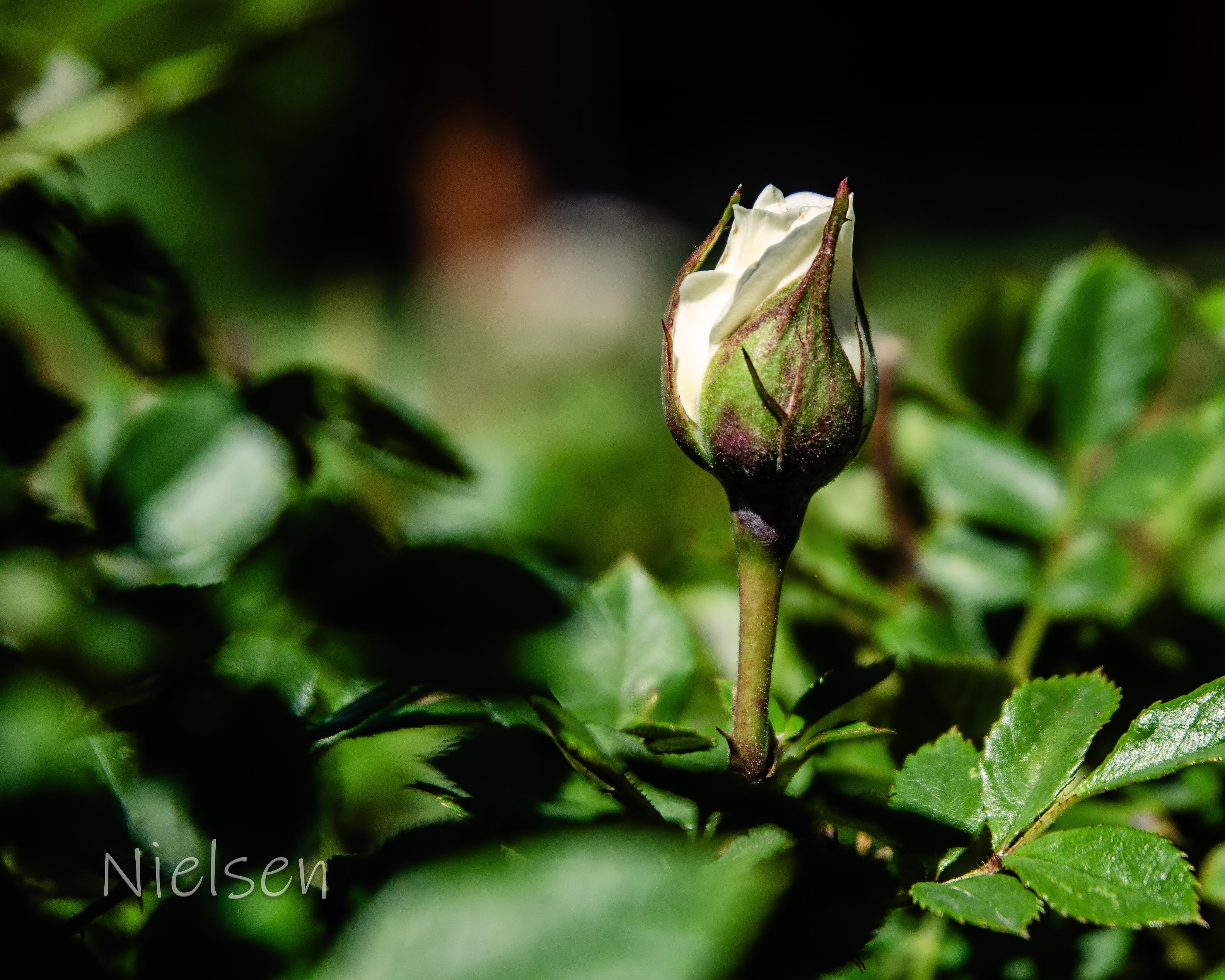 White rosebud starting to unfurl on a green stem amid lush garden foliage