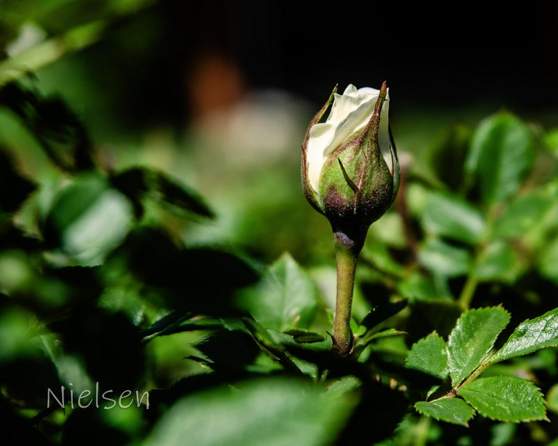 White rosebud starting to unfurl on a green stem amid lush garden foliage