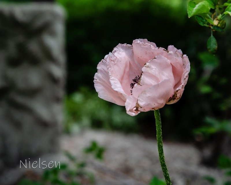 Soft pink poppy flower in a garden with a blurred green background and watermark in the corner