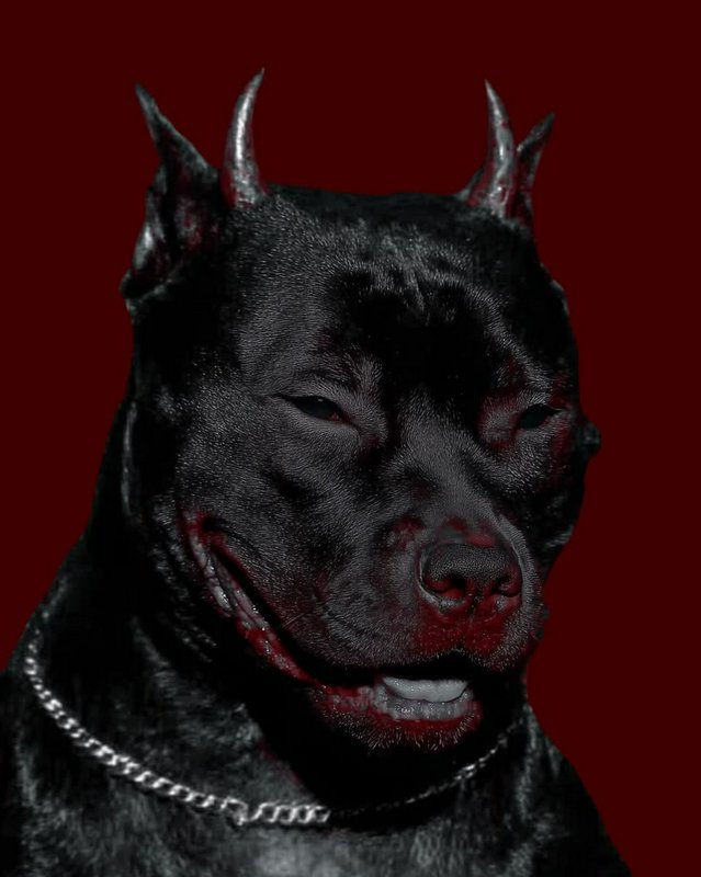 Surreal edited portrait of a black pit bull with demon horns and chain collar on dark red background