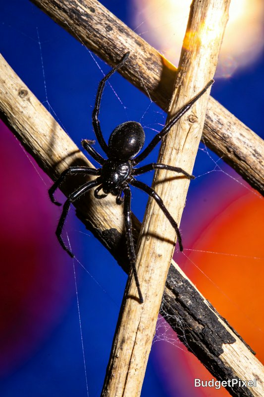 Black spider on dried twigs with silk, set against a colorful blue and orange bokeh background.