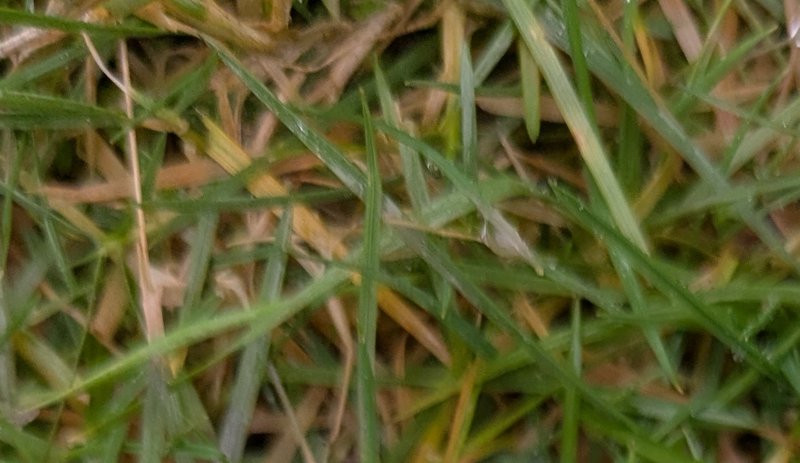 Close-up overhead view of mixed green live and dry brown dead grass blades dotted with tiny dew d...
