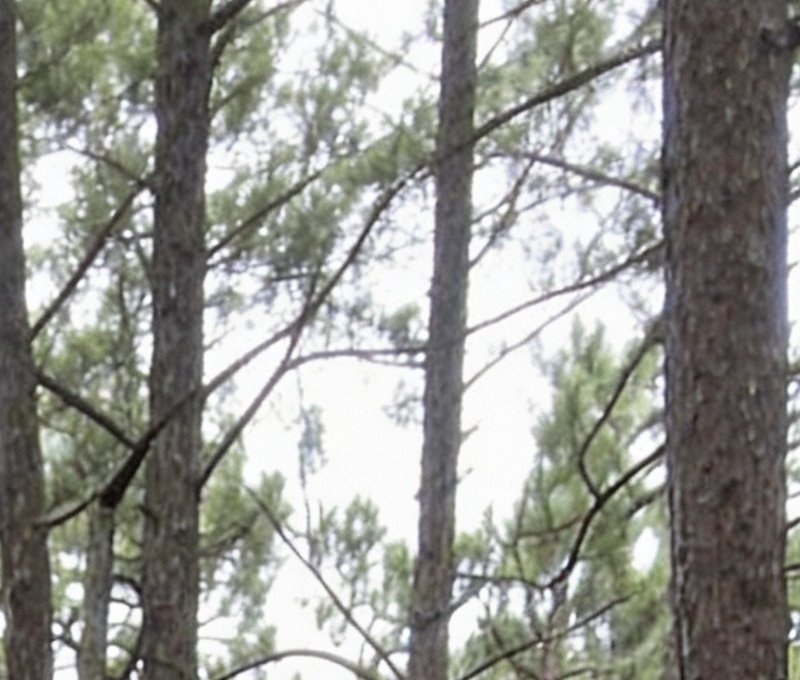 Low angle upward view of tall rough-barked pine trunks with green needle foliage against a bright...