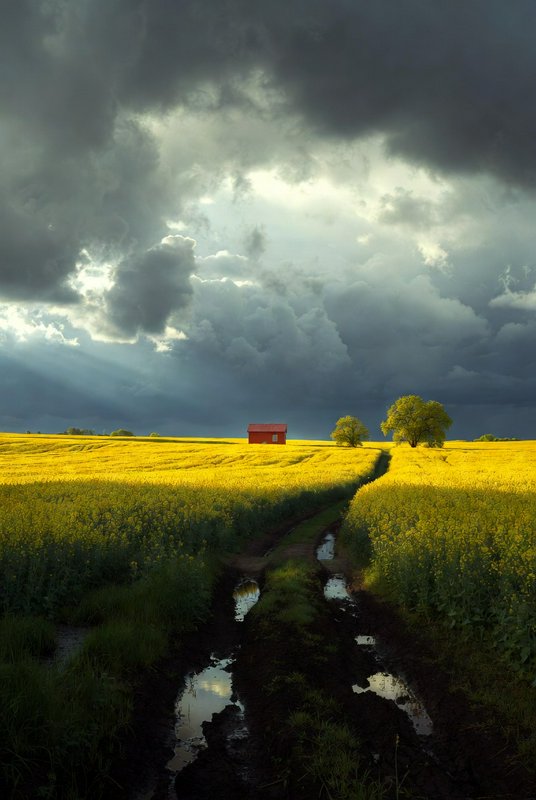 Yellow canola fields with a muddy path leading to a red barn under dark stormy clouds.