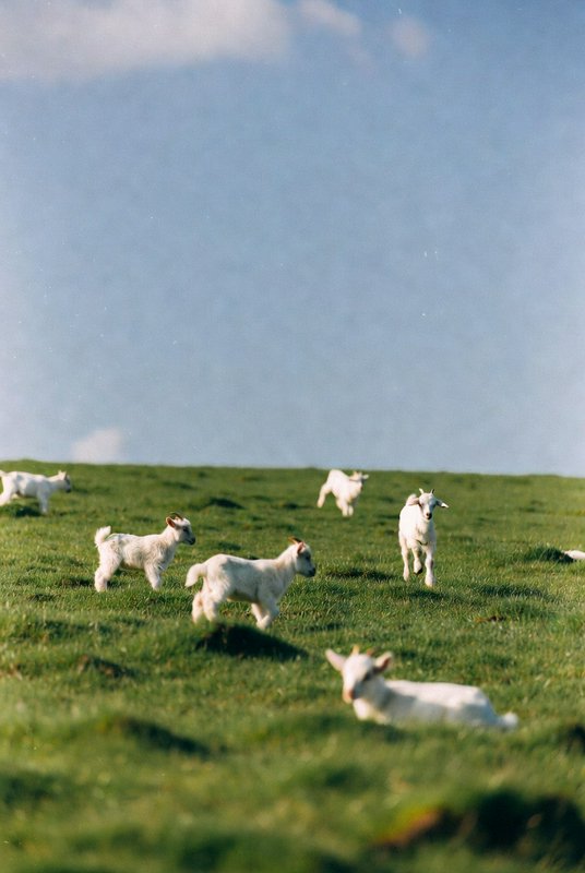 White goats grazing and playing on a green hill under a blue sky.