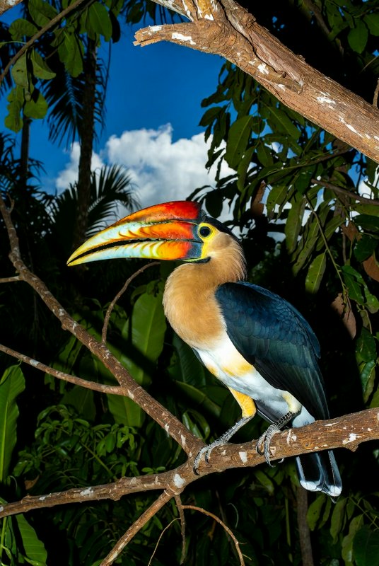 Vibrant hornbill with a bright multicolored beak perched on a tree branch in a lush tropical rain...