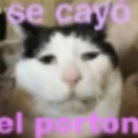 Close-up of a black-and-white cat with purple text overlay
