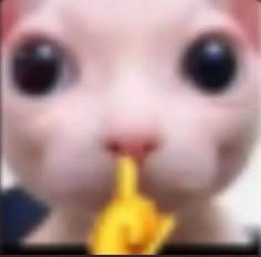 Close-up of a cute pink bunny with large eyes and a yellow finger to its lips.