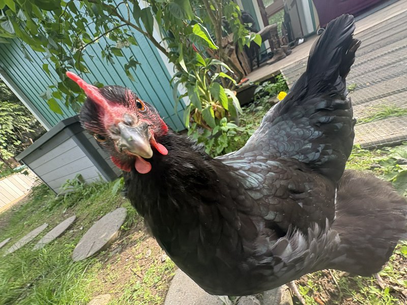 Close-up shot of a glossy black chicken with a bright red comb in a sunny backyard.