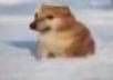 Blurry wide-bodied light brown arctic mammal sitting on pale snowy ground facing left