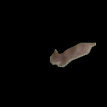 Elongated pale brown planarian flatworm isolated against a solid black background