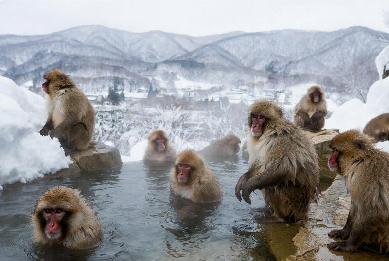 Snow monkeys in a hot spring surrounded by snow-covered rocks and mountains.