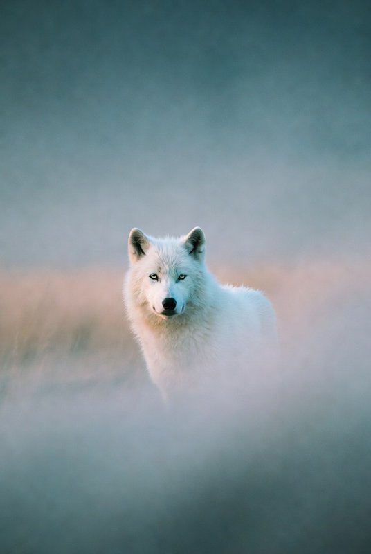 White Arctic wolf standing in a foggy field with a soft blue-green background.